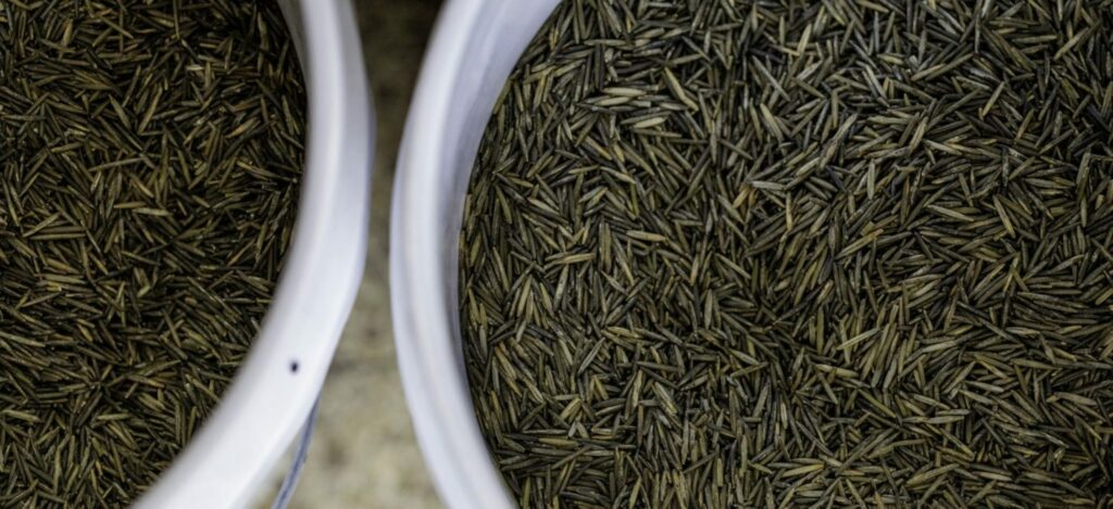 Two bowls of Minnesota wild rice.