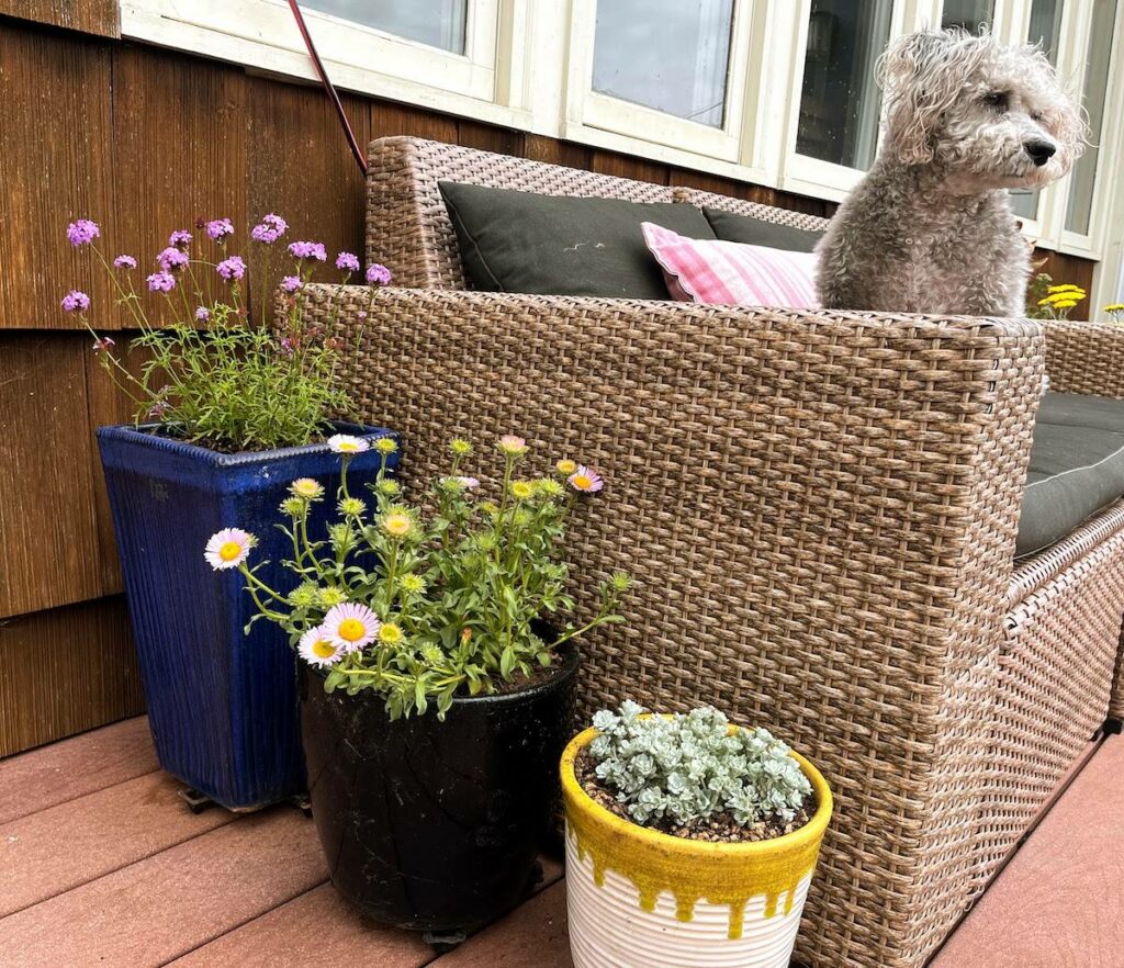 Gizmo guards new native plants: verbena, seaside daisy, and Cape Blanco.