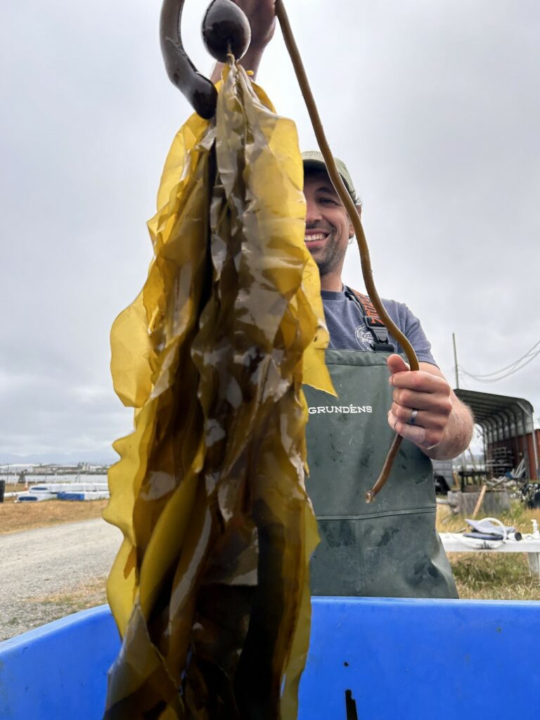 close up of kelp and kelp farmer behind it