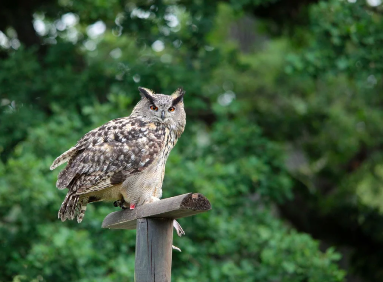 great horned owl on perch